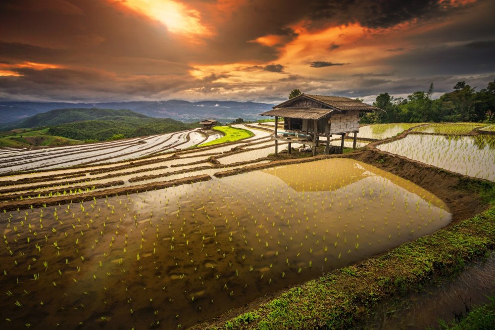 Древний Китай рисовые поля