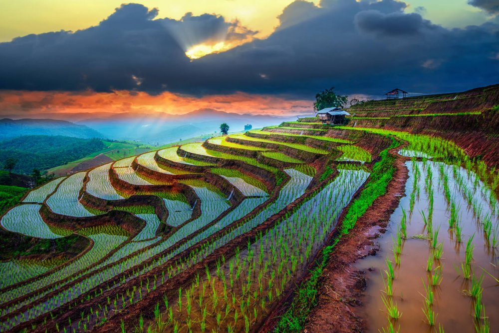 Рисовые террасы в му Кан чай, Вьетнам