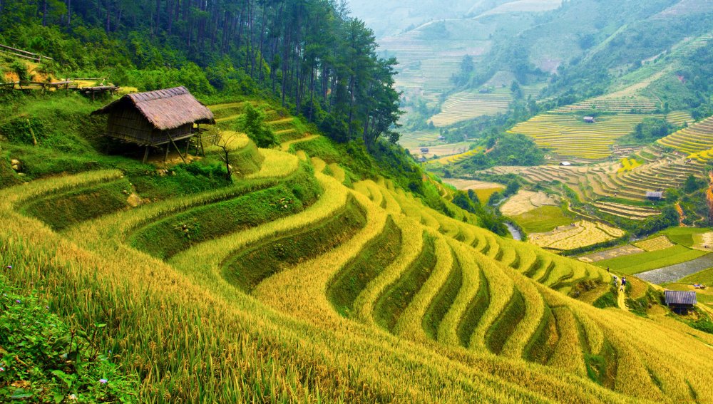 Рисовые поля и чайные плантации в Китае