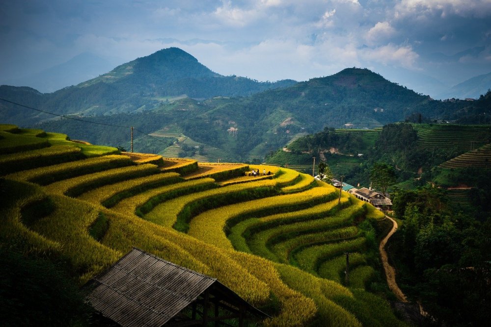 Рисовые плантации Таиланд