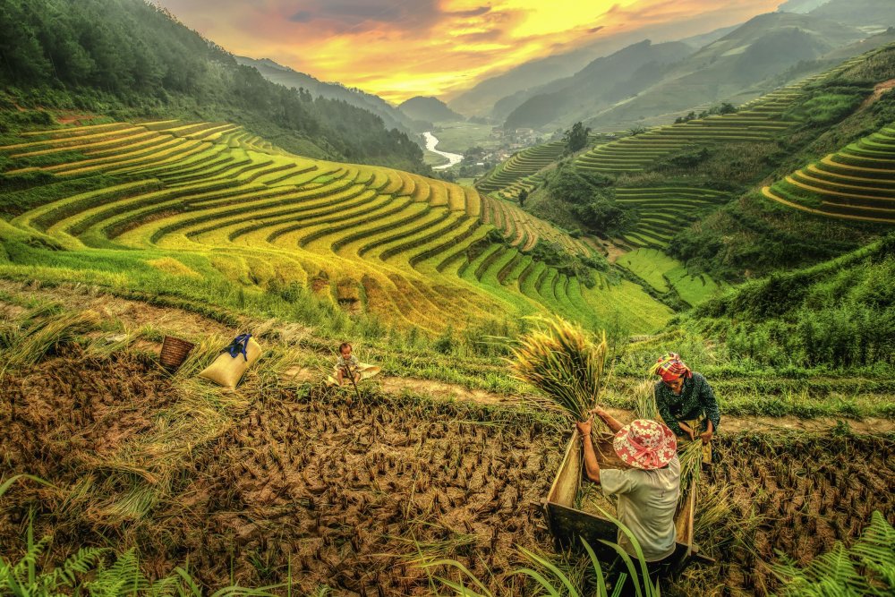 Рисовые плантации во Вьетнаме
