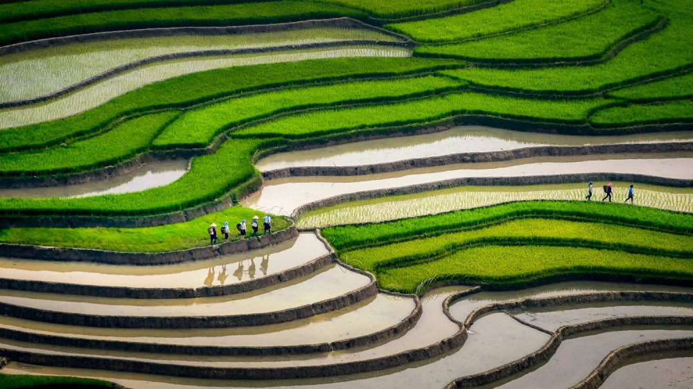 Картина Вьетнам. Рисовые поля