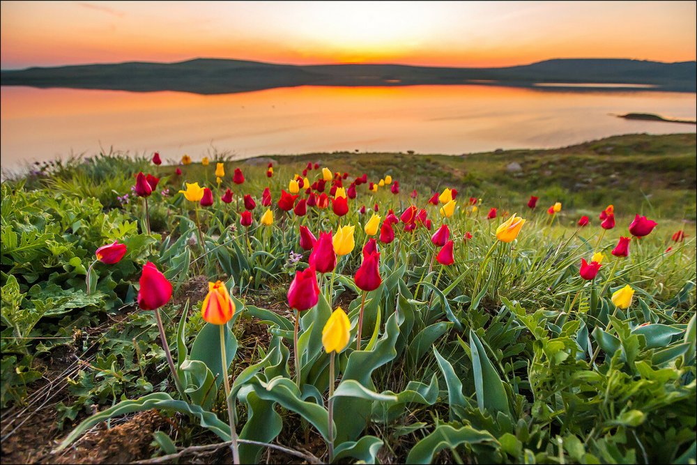 Дикие тюльпаны Шренка в Крыму