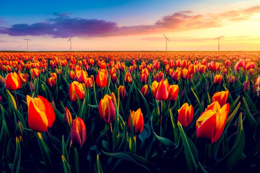 Тюльпанные поля в Голландии