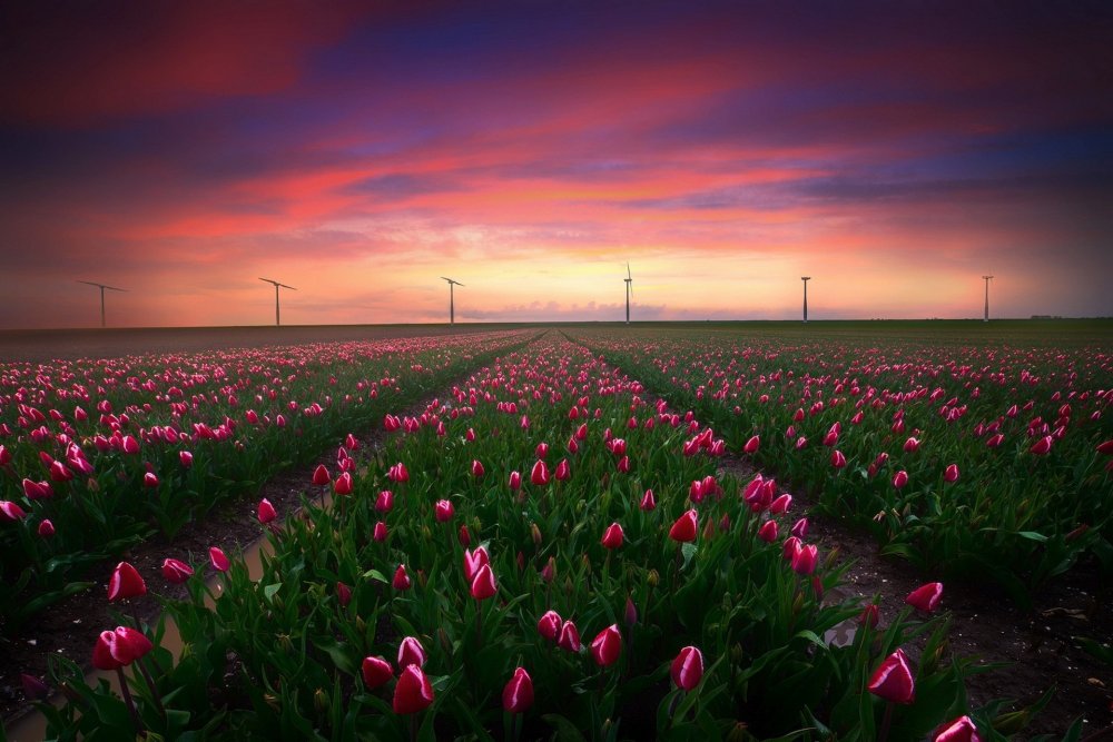 Тюльпановые поля в Голландии фото