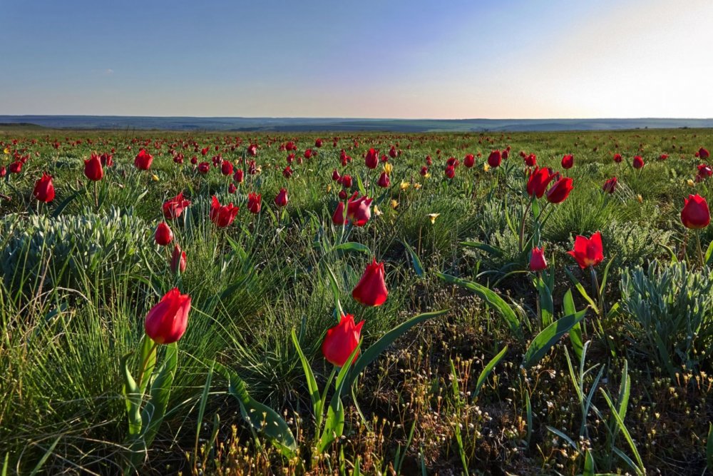 Долина тюльпанов Калмыкия