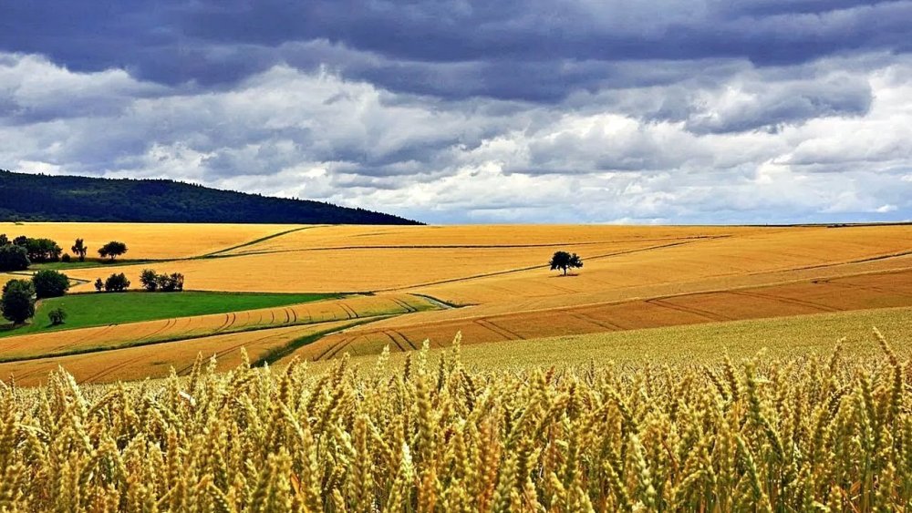 Алтайский край поля пшеницы