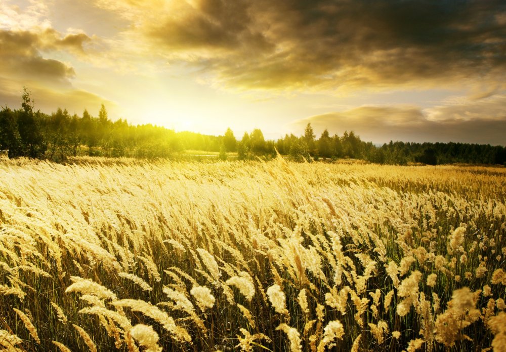 Пшеничные поля России