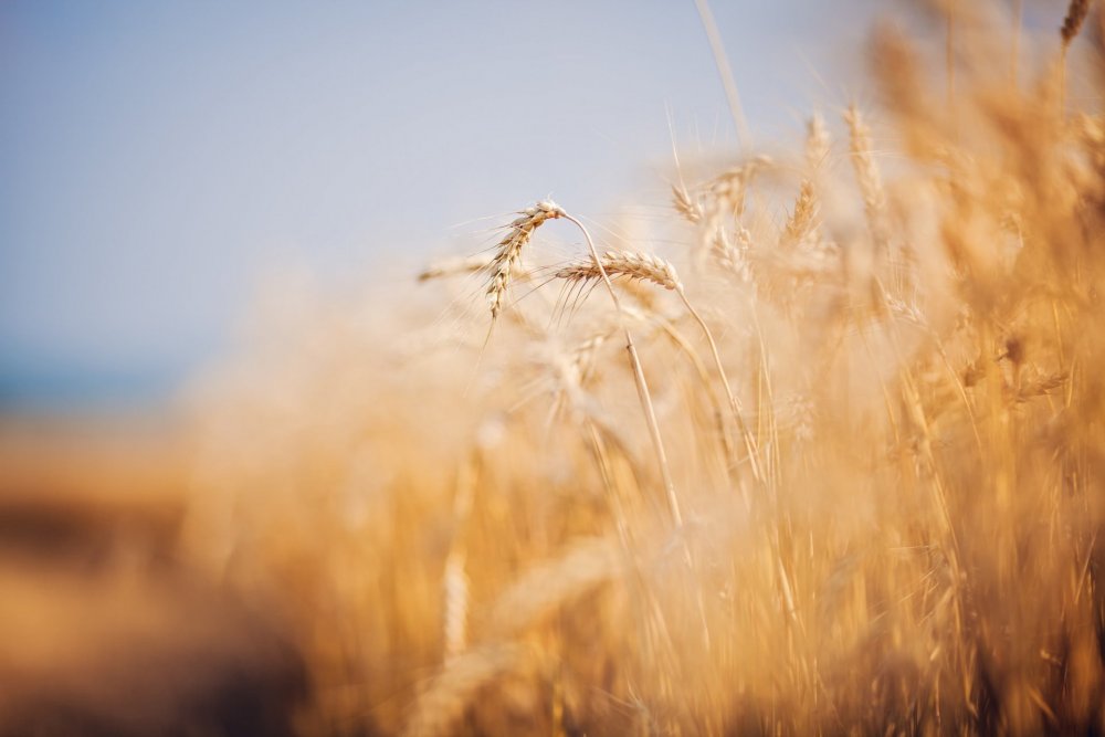 Пшеничное поле солнце