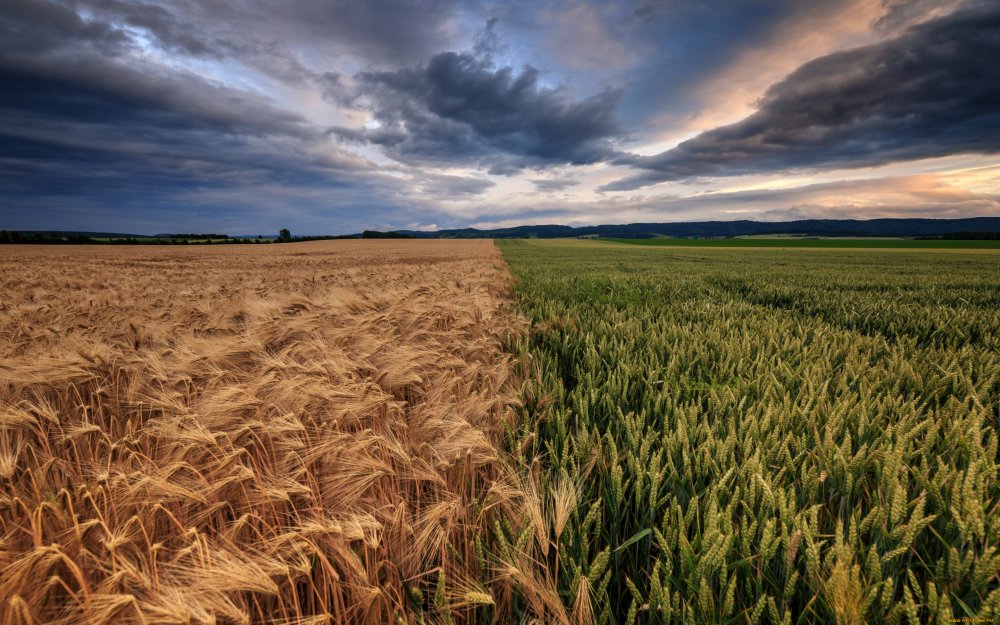 Поле пшеничное поле Кугарчинский район