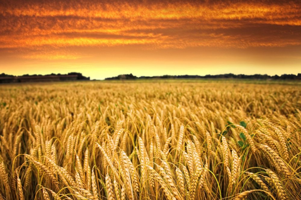 Полеводство пшеница