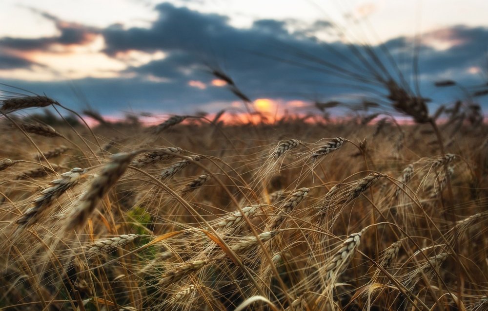 Чехия Браумов пшеничные поля