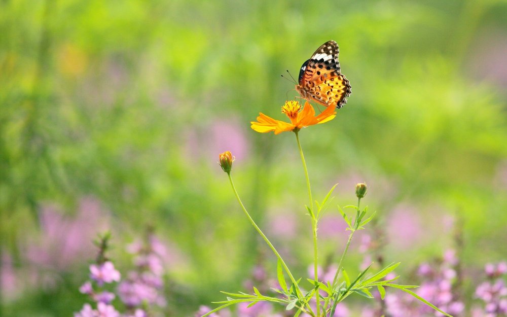 Луг с цветами и бабочками