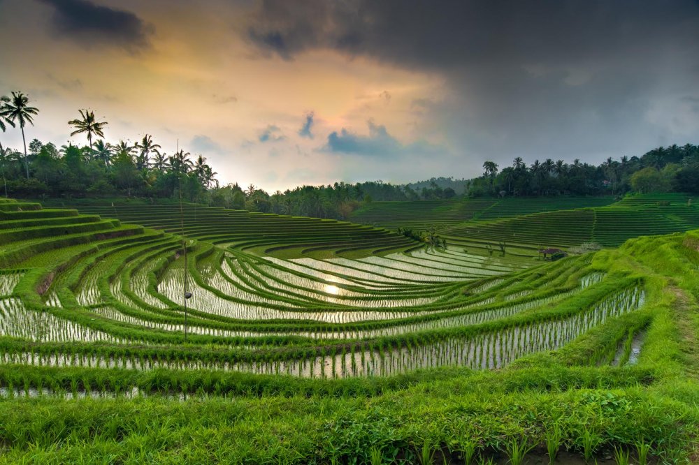 Бали природа рисовые поля