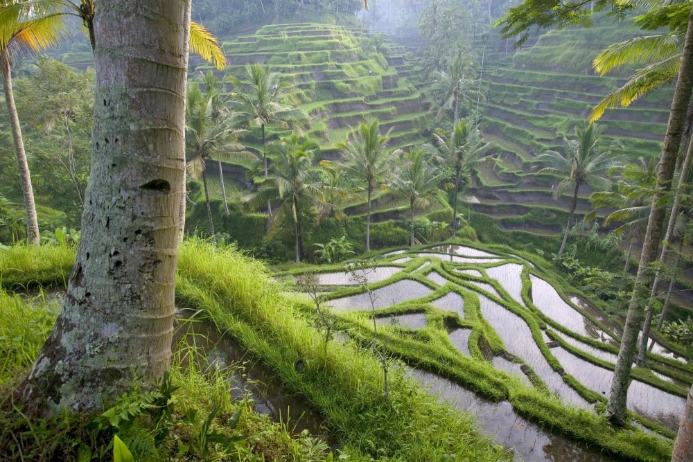 Плантации риса Бали
