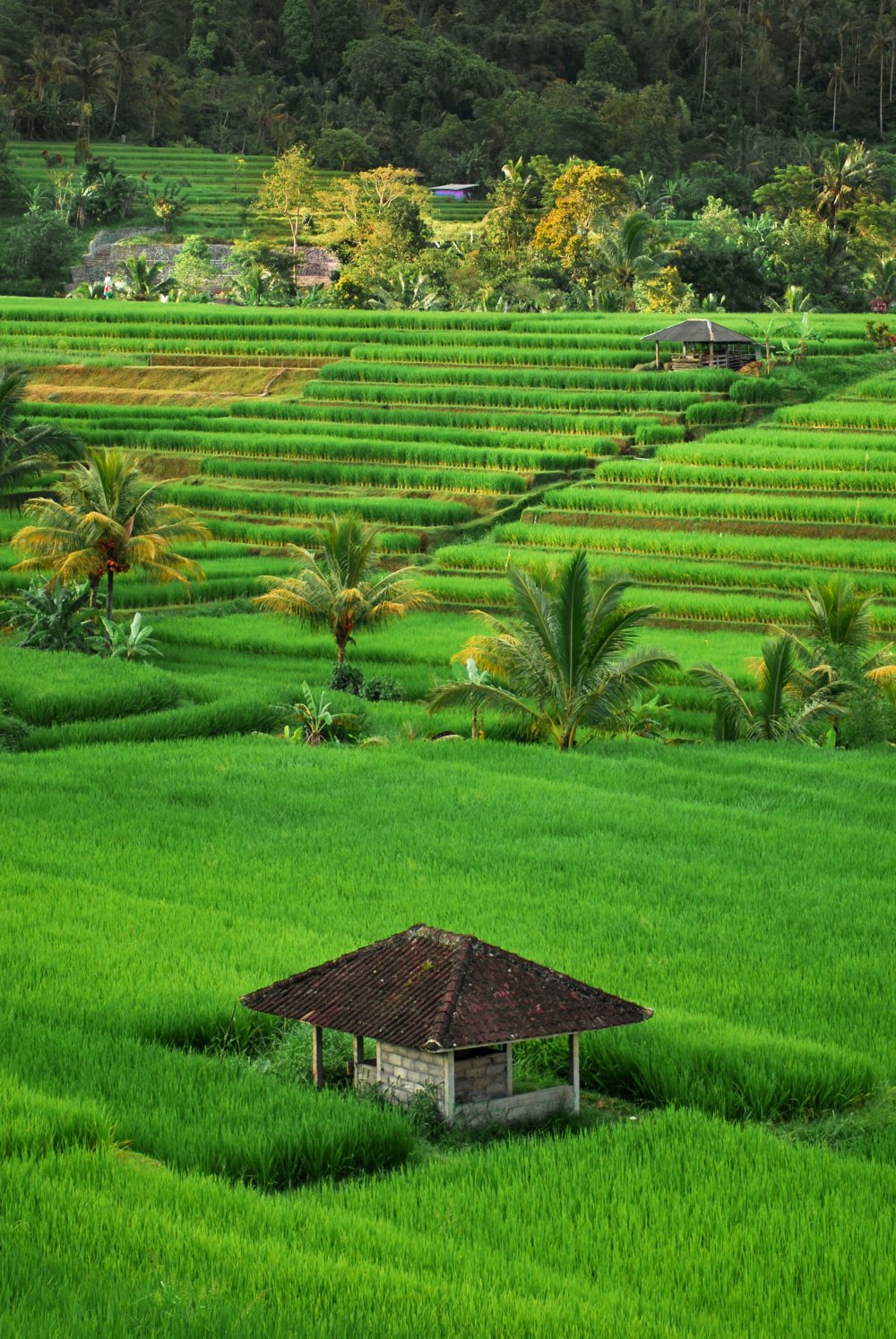 Бали Индонезия рисовые поля океан