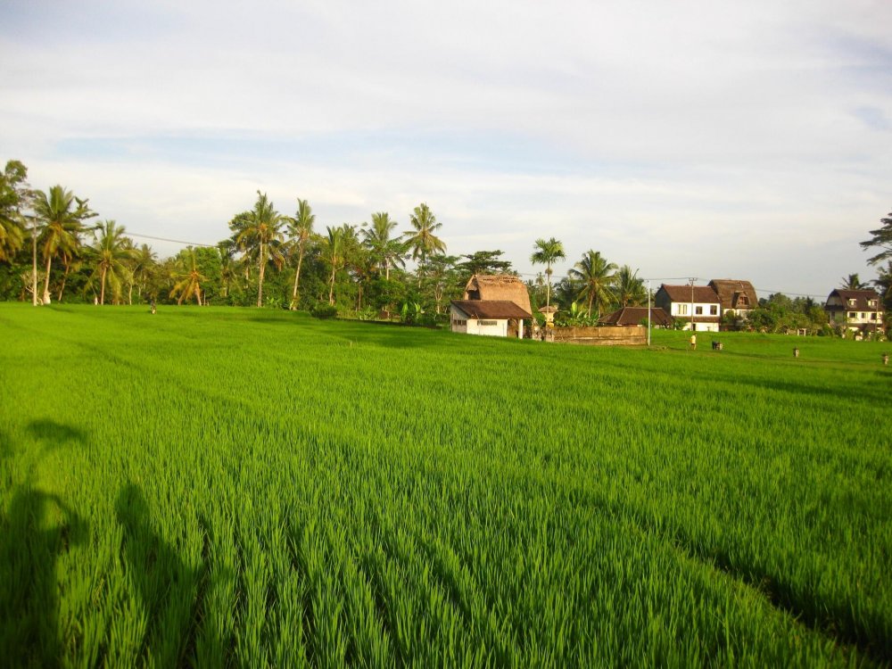 Рисовые поля Восточная Азия