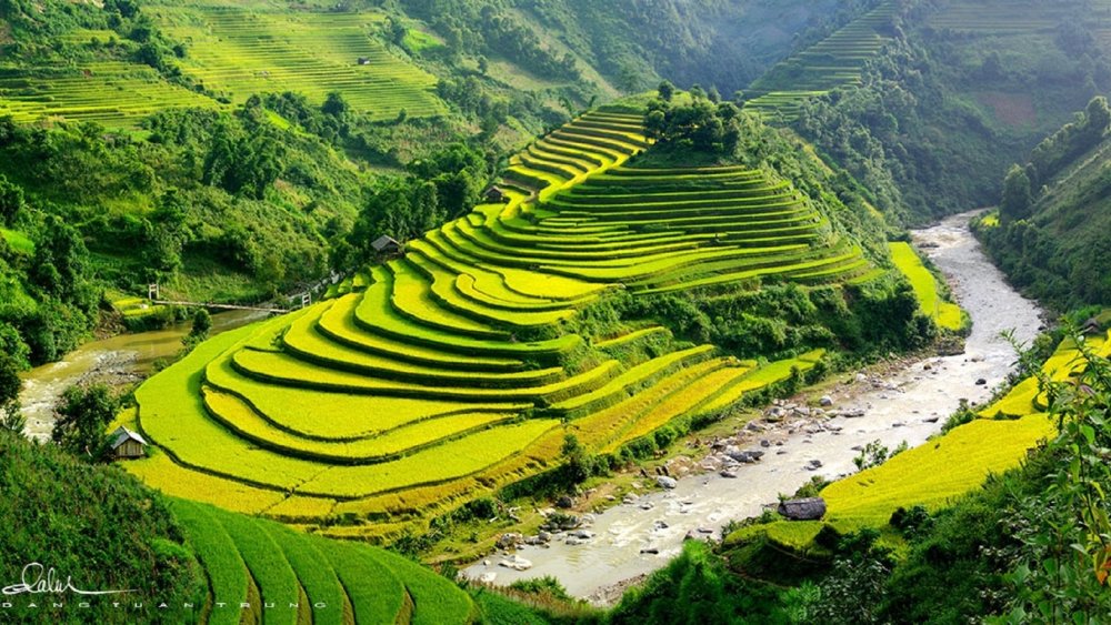 Рисовые плантации КНР