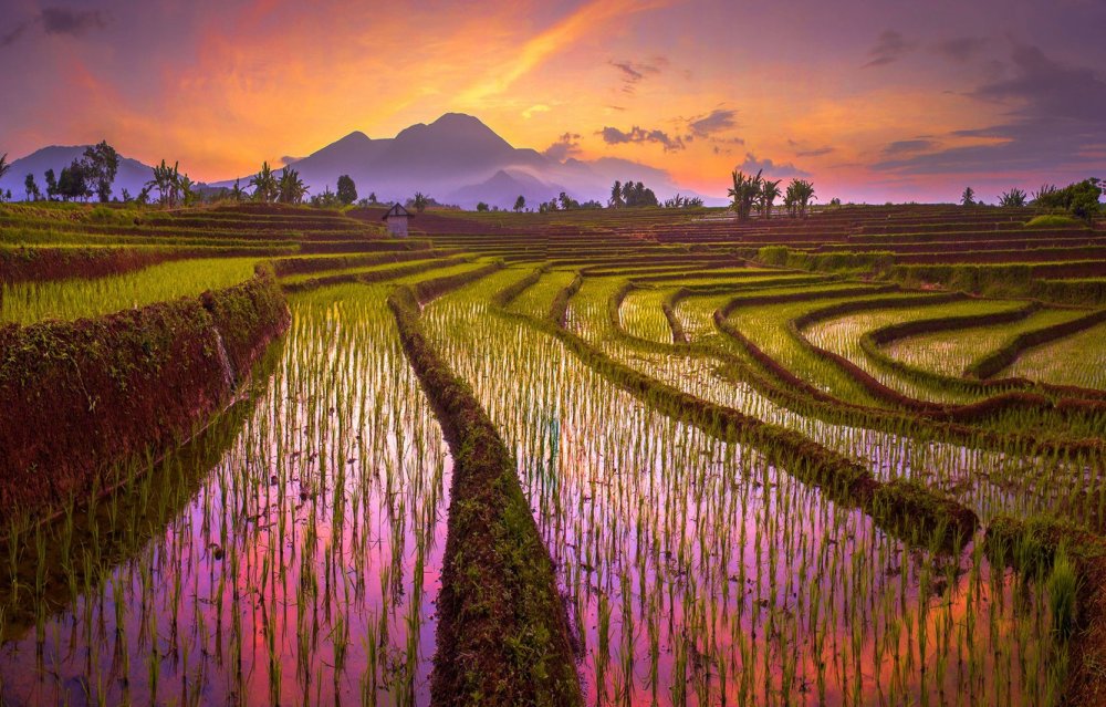 Рисовые террасы Джатилувих Индонезия