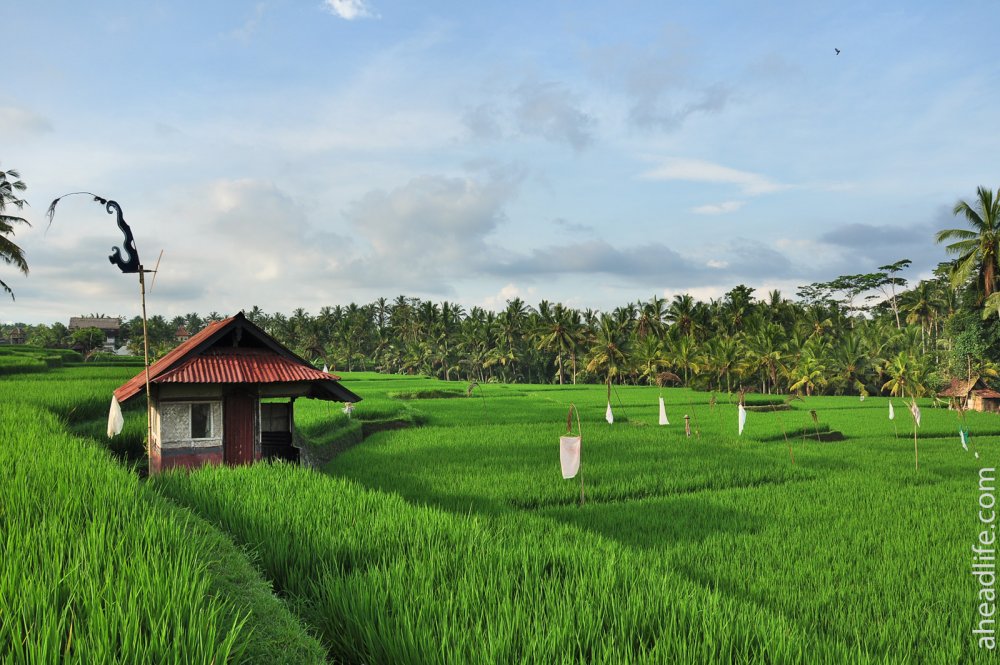 Рисовые поля Бали Убуд