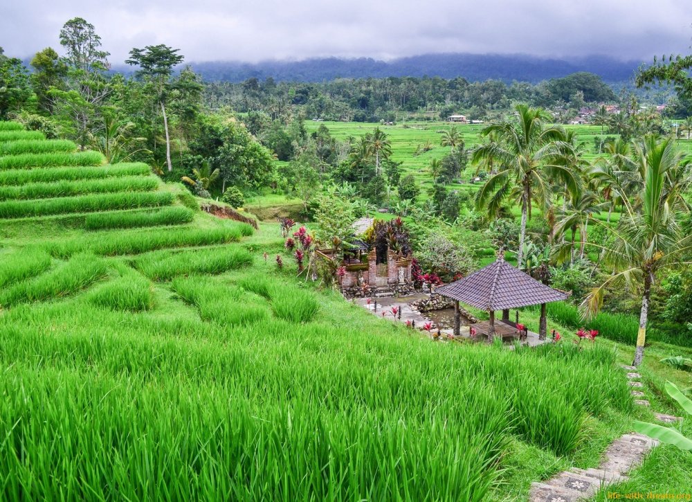 Бали рисовые террасы вид сверху