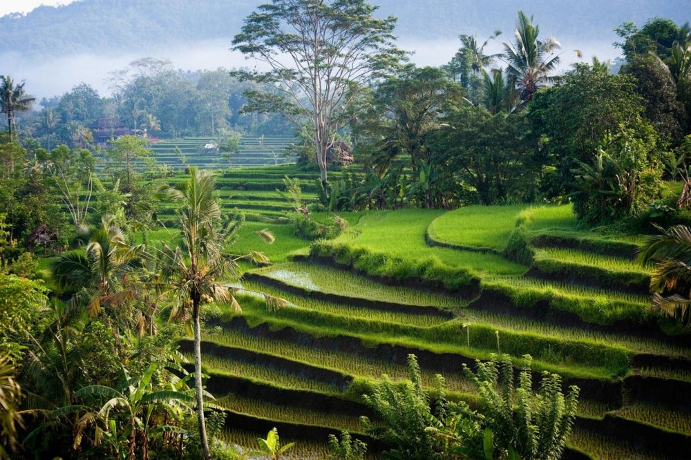 Индонезия Убуд рисовые поля