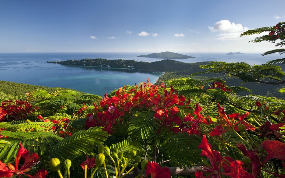 Цветущие растения острова Итуруп