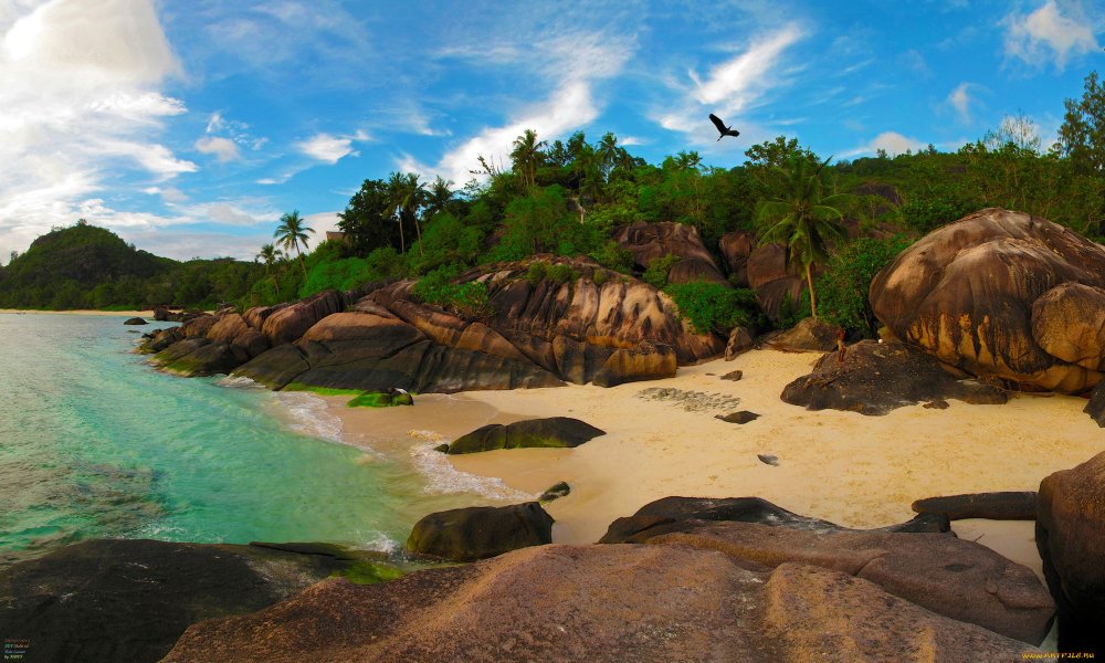 Сейшельские острова джунгли