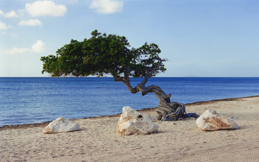 Деревья на острове Аруба