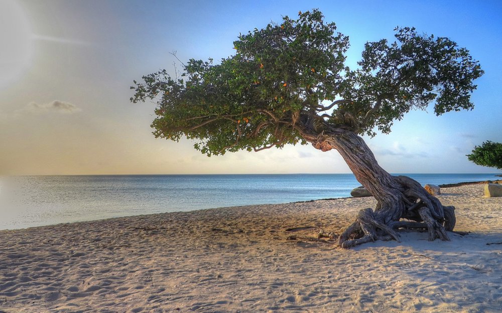 Дерево из моря