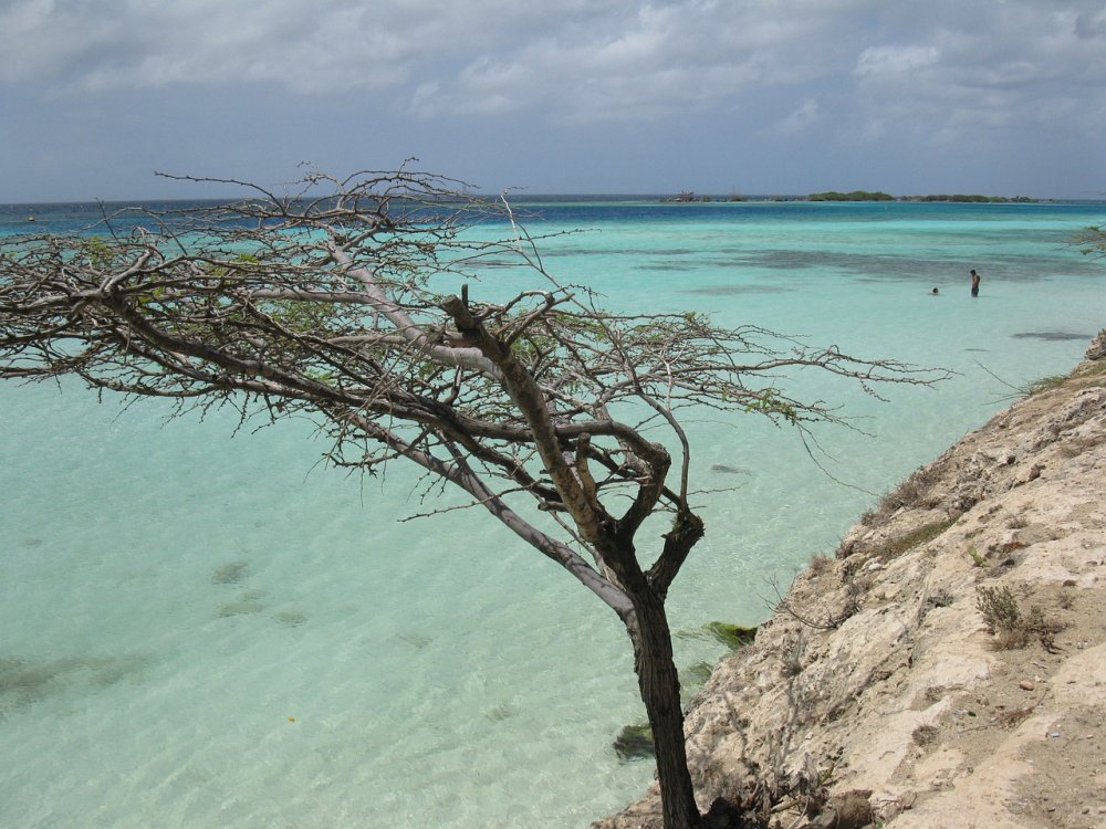 Ползучие деревья Барбадос