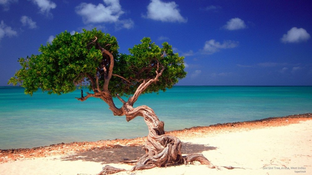 Карибские. Деревья