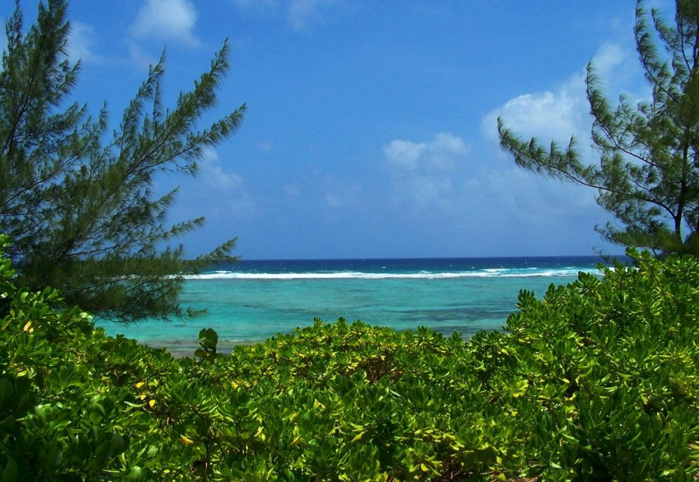 Растительный мир островов Карибского моря