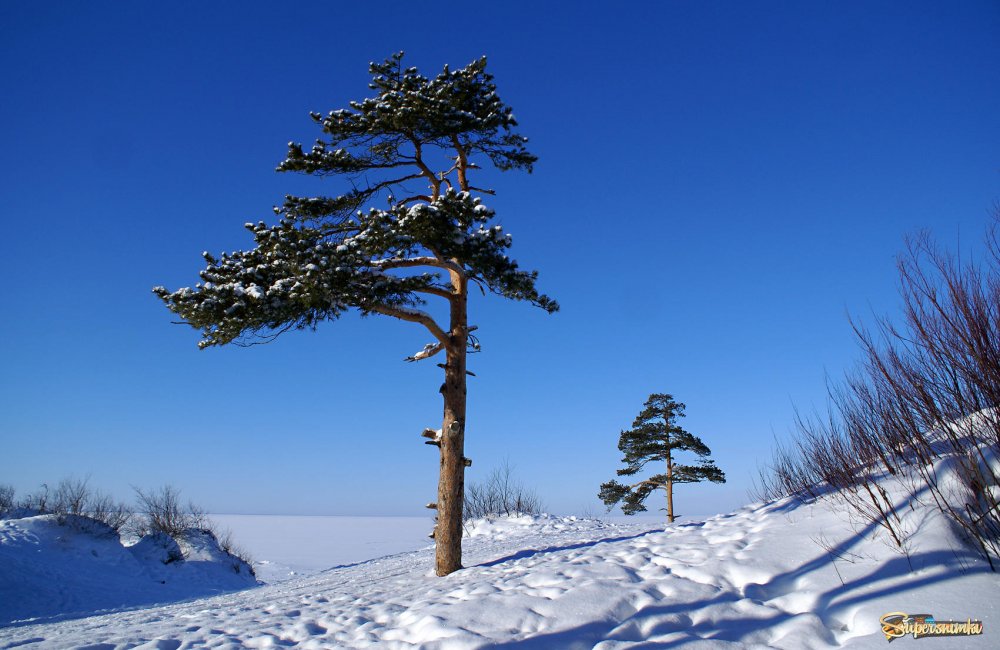Зима Северодвинск Ягры Сосновый Бор