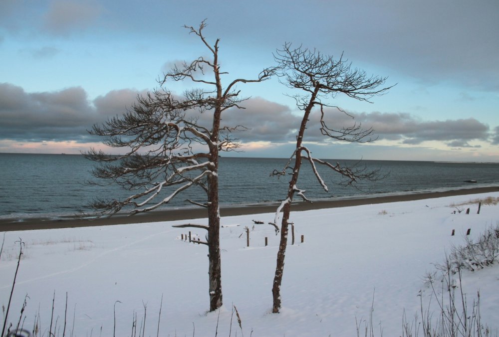 Балтийское море сосны дюны