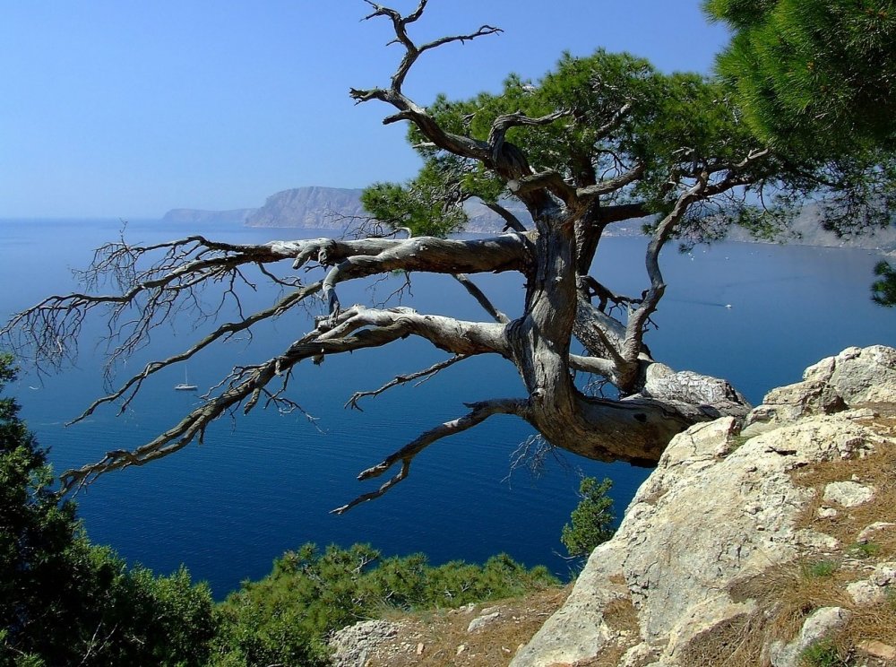 Дерево Кипарис на Фиоленте Севастополь
