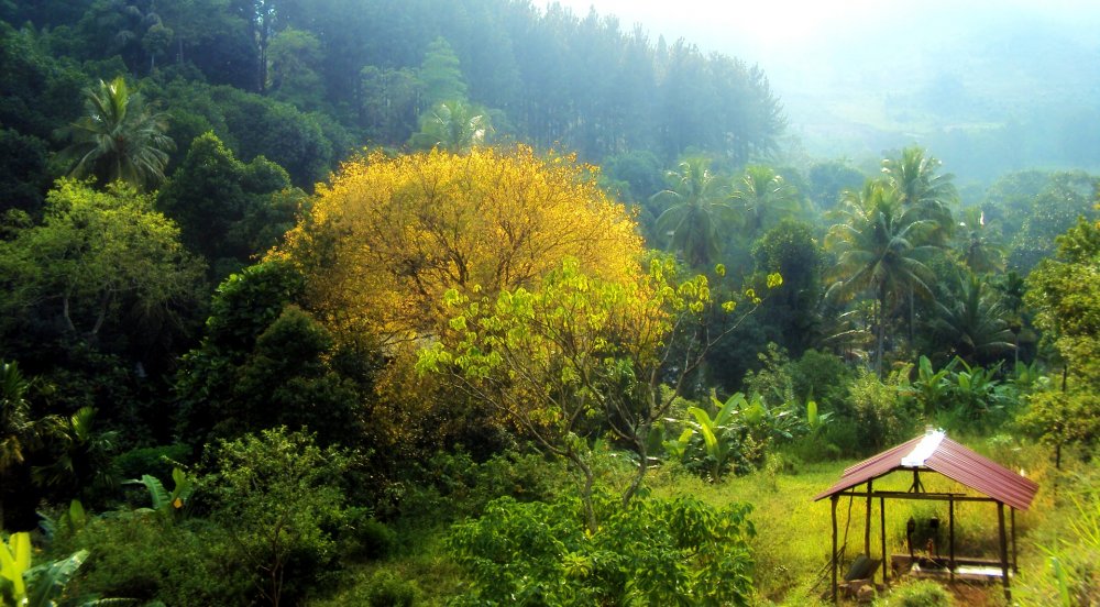 Шри Ланка джунгли