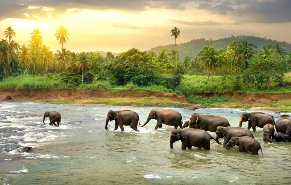 Шри Ланка слоны