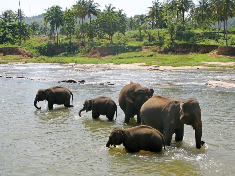 Природа на Шри Ланке