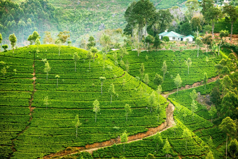 Шри Ланка плантации