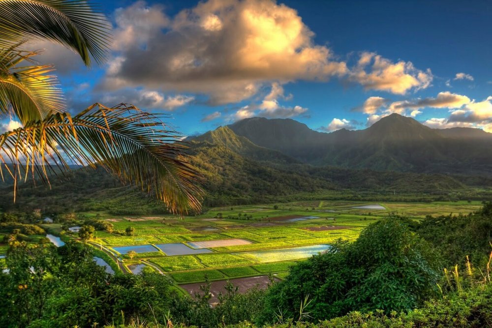 Джунгли острова Оаху Гавайский архипелаг