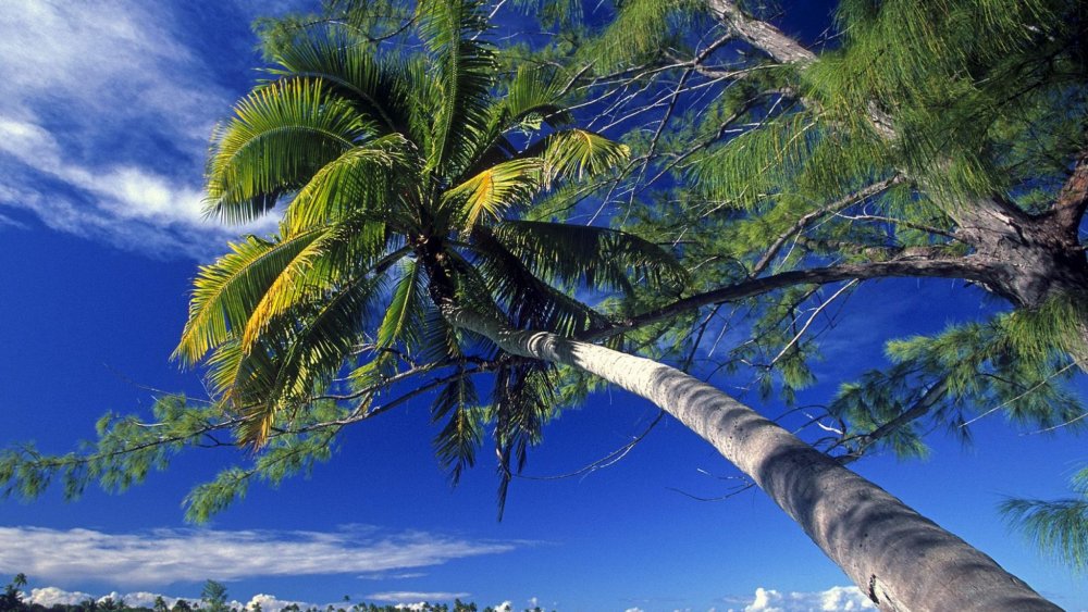 Природа пальмы