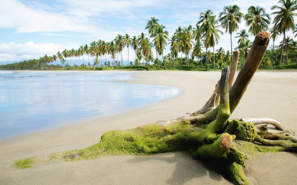 Пляж море пальмы деревья