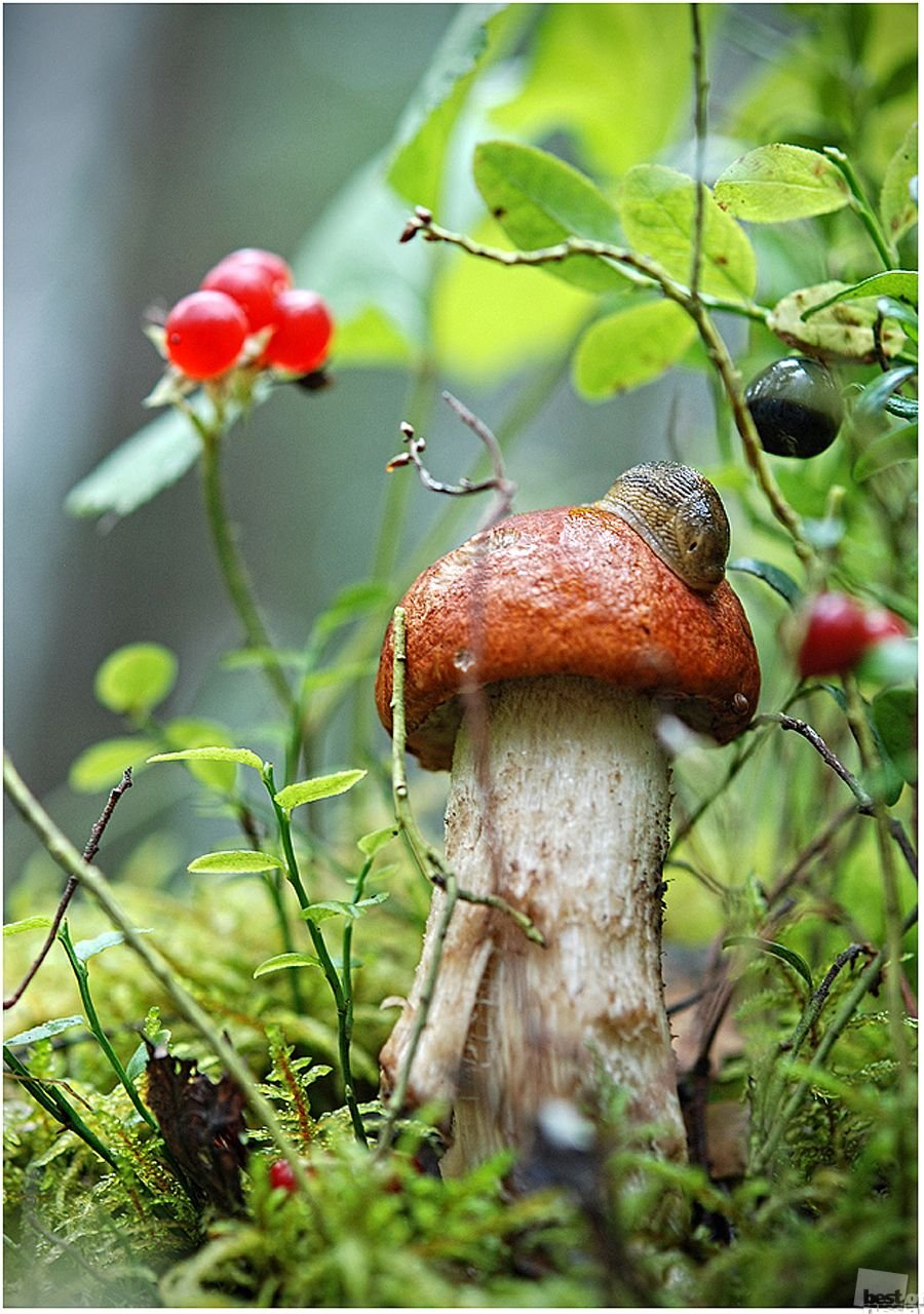 Полянка с грибами и ягодами