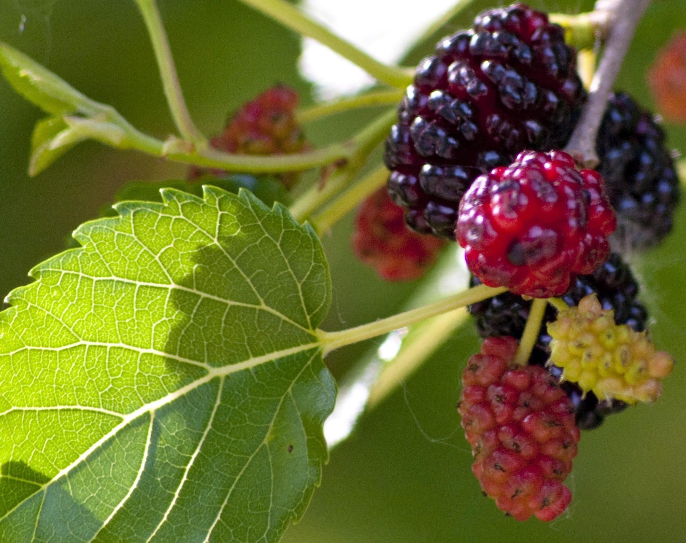 Ежевика и шелковица разница. Тутовник шелковица. Mulberry шелковица. Тютина ягода дерево. Ягодное дерево шелковица.