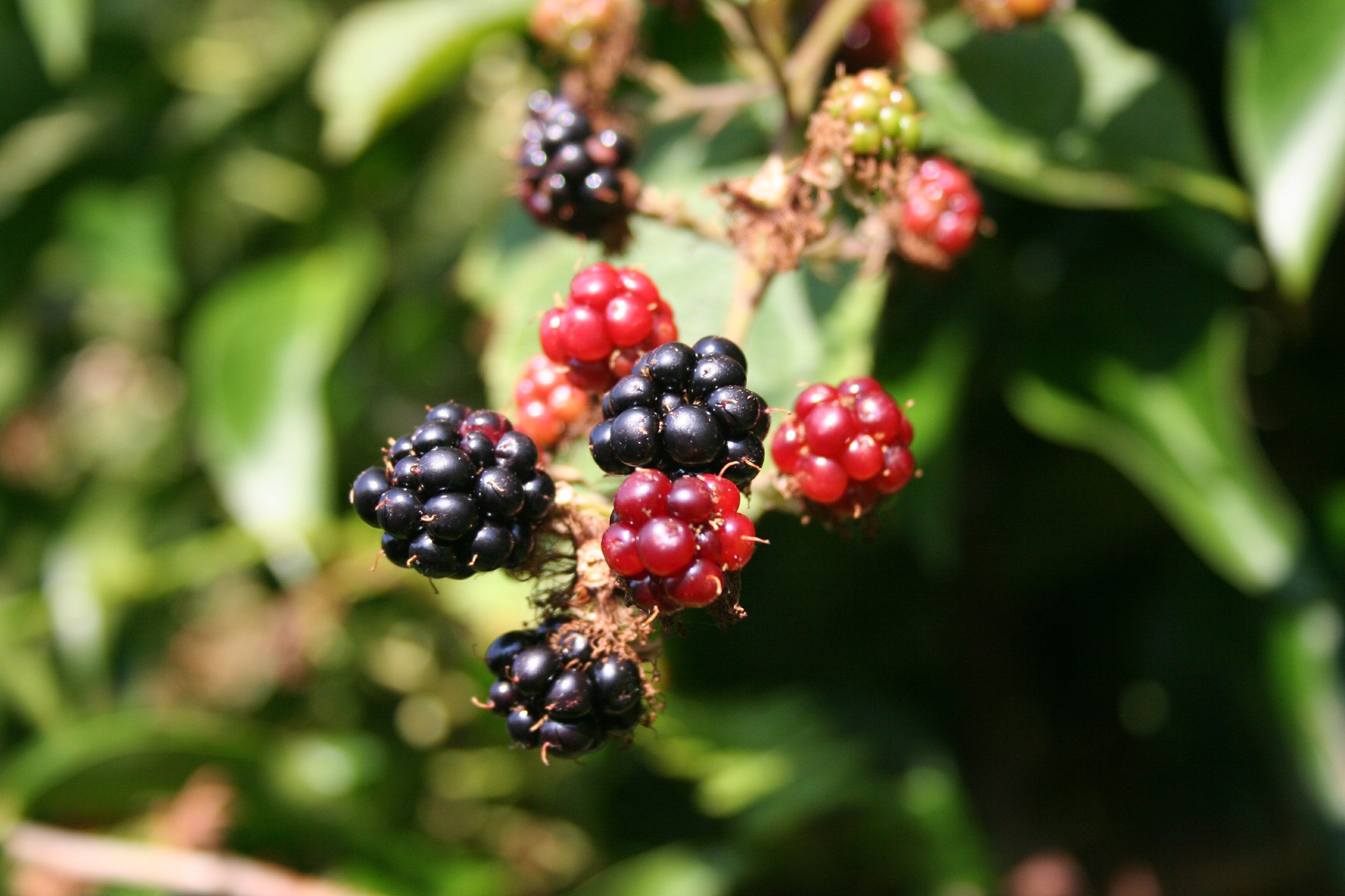 Wild berries. Физина ягода. Колючки ежевики. Ежевика зеленые ягоды. Малина ирга шелковица.