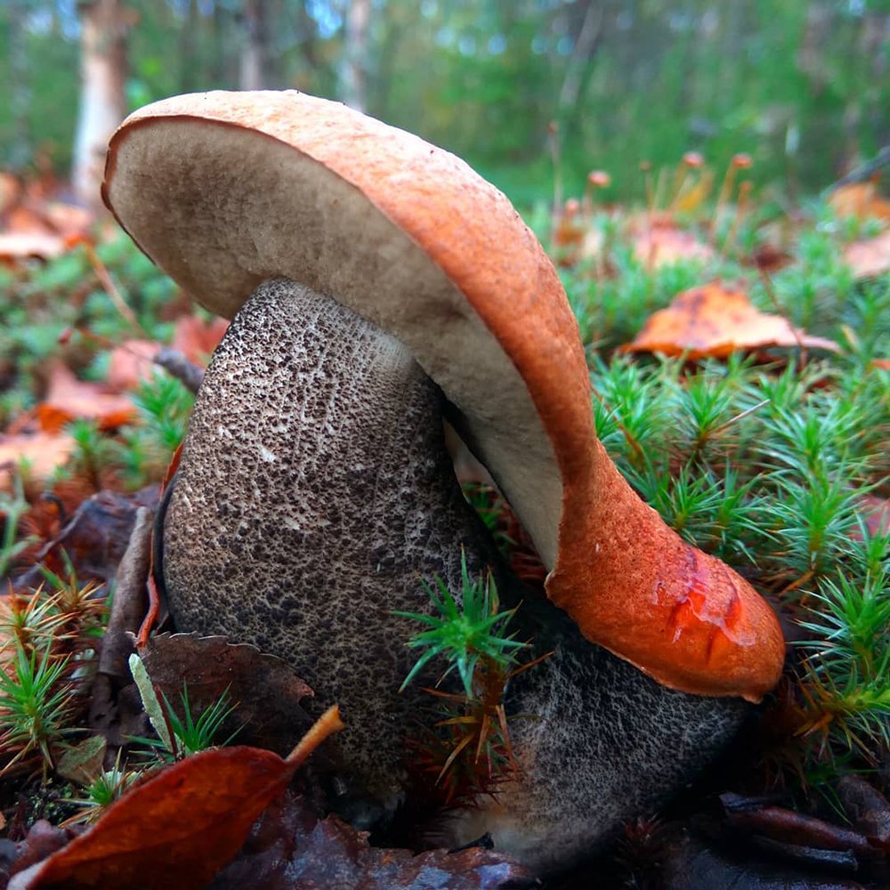 Природа грибы Закарпатье