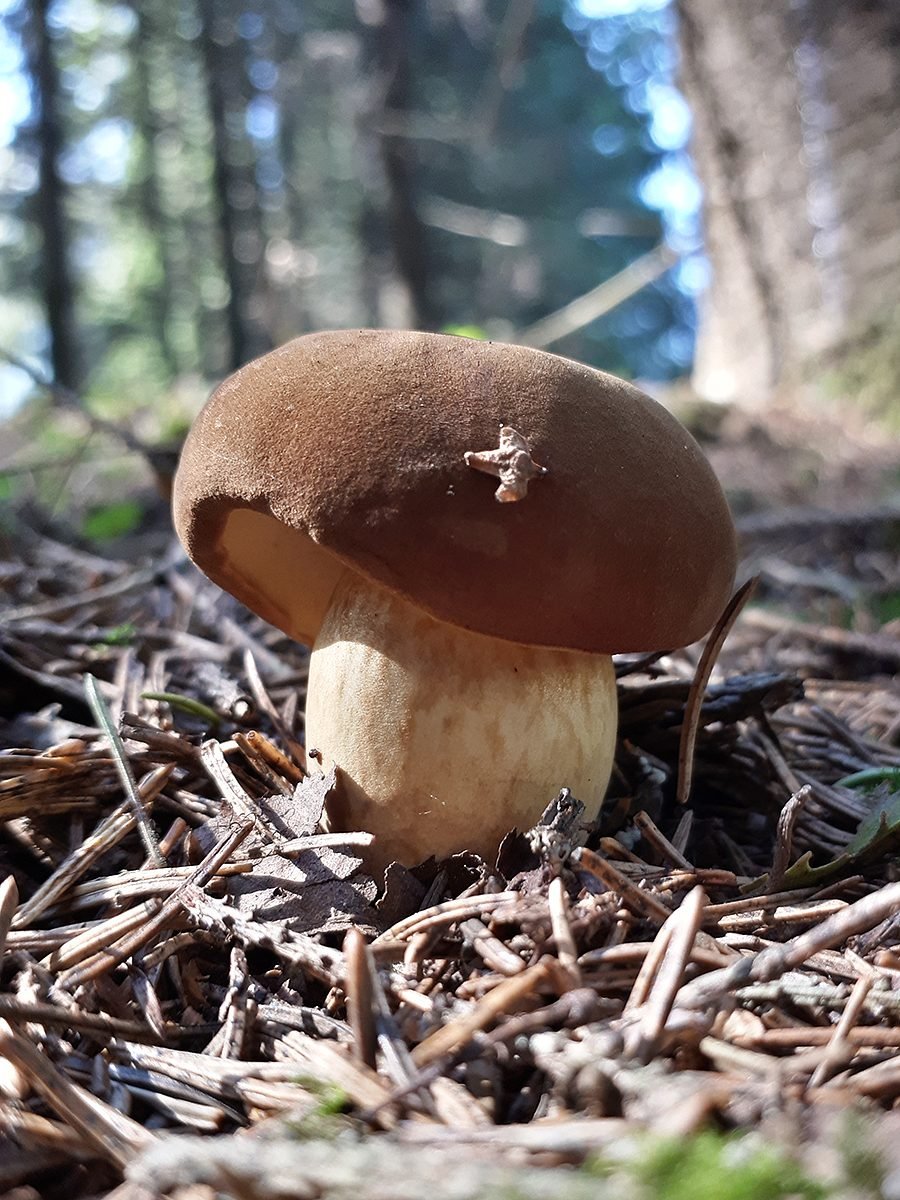 Сортавала природа грибы