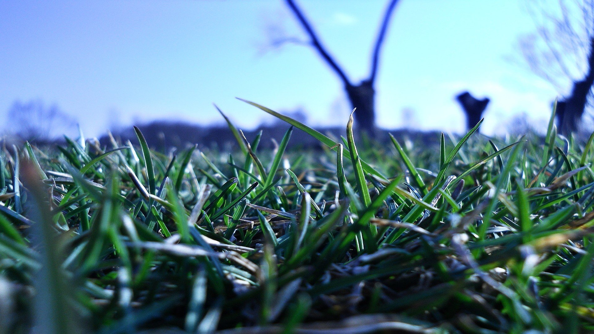 Звон трава. Природа трава. Весенняя трава. Сочная трава. Трава на рабочий стол.