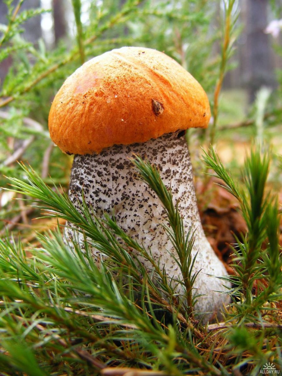 Пластинчатые грибы подосиновик